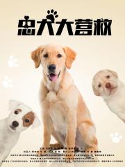 忠犬大营救